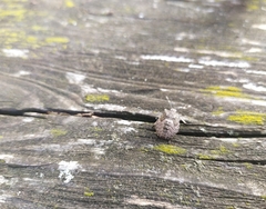 Rhaphigaster nebulosa