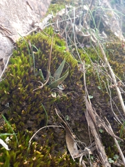 Haworthiopsis scabra