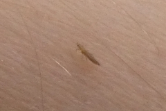 Thysanoptera