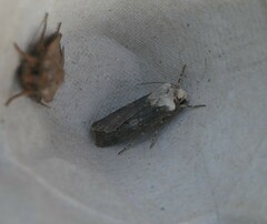 Agrotis puta