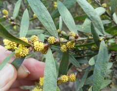 Phyllodineae