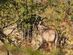 Hippotragus equinus equinus