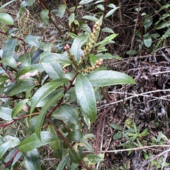 Gaultheria paniculata