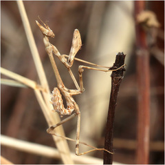 Empusa pennata