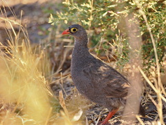 Pternistis adspersus