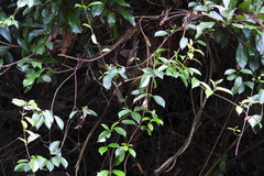 Urceola rosea