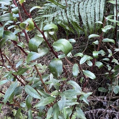 Gaultheria paniculata