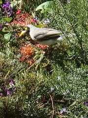 Manorina melanocephala