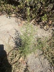 Dittrichia graveolens