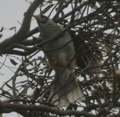 Manorina melanocephala