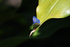 Eirmocides absimilis