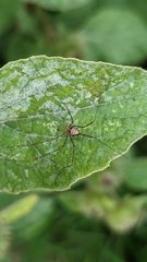 Dicranopalpus ramosus