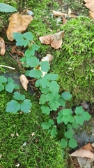 Thalictrum aquilegiifolium