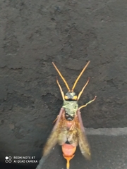 Urocerus gigas