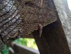 Alinda biplicata