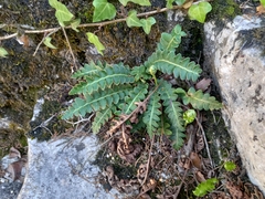 Asplenium ceterach