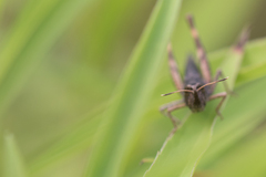 Gomphocerippus rufus