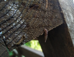 Alinda biplicata
