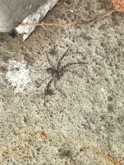 Acantholycosa lignaria