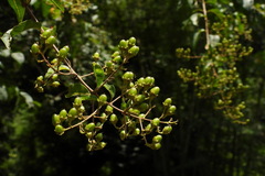 Lagerstroemia subcostata