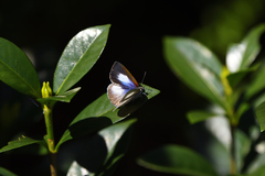 Eirmocides absimilis