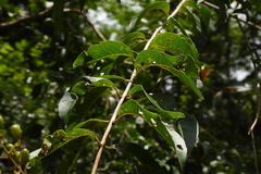 Lagerstroemia subcostata