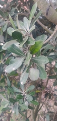 Pittosporum crassifolium