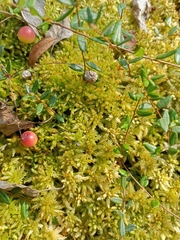 Sphagnum palustre