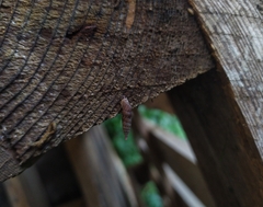 Alinda biplicata