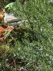 Manorina melanocephala