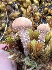 Cystoderma