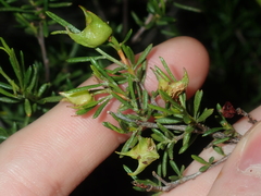 Dodonaea pinifolia