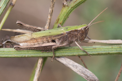 Chorthippus dorsatus