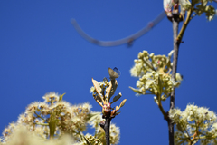Eirmocides absimilis