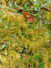 Sphagnum palustre