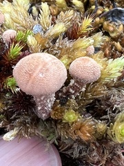 Cystoderma
