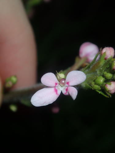Image of Stylidium elongatum by (c) Thomas Mesaglio, some rights reserved (CC BY)