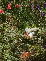 Manorina melanocephala