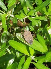 Poecilometis strigatus