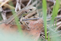 Lacerta agilis