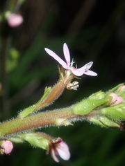 Stylidium elongatum