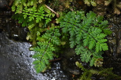 Cheilanthes chusana