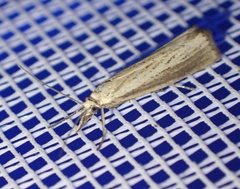 Agriphila straminella