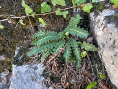 Asplenium ceterach