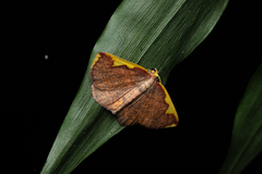 Nothomiza flavicosta