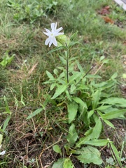 Silene latifolia alba