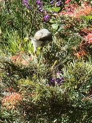 Manorina melanocephala
