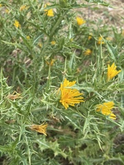 Scolymus hispanicus