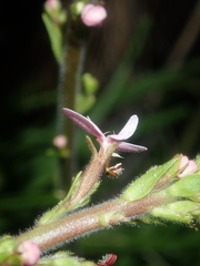 Stylidium elongatum