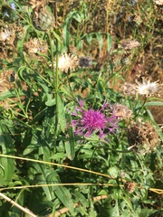 Centaurea scabiosa